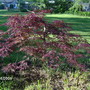 japenese maple