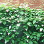 Actinidia kolomikta (Actinidia kolomikta)