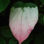 Actinidia kolomikta - close-up (Actinidia kolomikta)