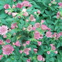 Astrantia 'Roma' (Astrantia 'Roma')