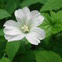 Geranium nodosum 'Silverwood' (Geranium nodosum)