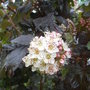 Physocarpus opulifolius