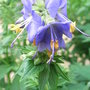 Polemonium_caeruleum