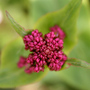 A garden flower photo
