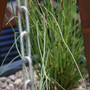 A garden flower photo