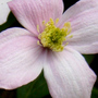 A garden flower photo
