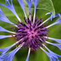 A garden flower photo