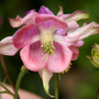 A garden flower photo