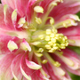 A garden flower photo (aquilegia norah barlow)