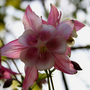 A garden flower photo