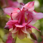 A garden flower photo
