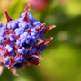 A garden flower photo (ceanothus)
