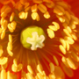 A garden flower photo