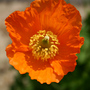 A garden flower photo