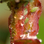 A garden flower photo