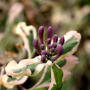 A garden flower photo