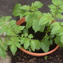 potatoes