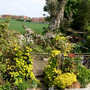 my back garden