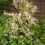 Variegated Weigela Vistabile Pond Border 05.08 (Weigela florida variegata (Vistabile))