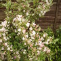 Variegated Weigela  Pond Border Vistabile 05.08 (Weigela florida variegata (Vistabile))