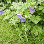 Geranium (Cranesbill) 'Johnson's Blue' in Lobby Border,Vistabile 05.08 (Geranium (Vistabile))