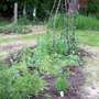 Flower Boarder After Weeding 2 Day ...