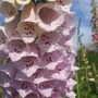 Dscf0805