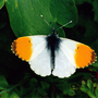 Orange Tip Butterfly