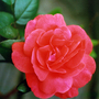 Rose unknown