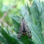 Scorpion fly