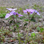 Geranium tuberosum (Geranium tuberosum)