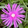 Hardy Ice plant Delosperma Cooperi (Delosperma cooperi (Hardy Ice Plant))