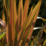 Phormium