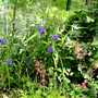 Tradescantia, London Pride, stachys and roses in central bed.