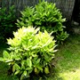 Aucuba shrubs with plenty of new growth (Aucuba japonica (Aucuba))