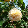 A garden flower photo