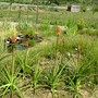 Knophofia (Kniphofia uvaria (Red Hot Poker))