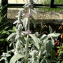 Stachys (Stachys byzantina (Lambs' ears))