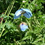 blue poppy