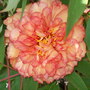  tree paeony  ( kinkaku ) 