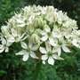 Allium nigrum (Allium nigrum)