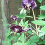 Geranium phaeum