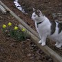 Dafodils_and_patch