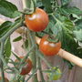 Tomato - Black Cherry