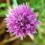 Allium schoenoprasum