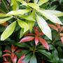 flame of the forest (pieris)