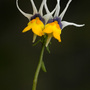 Nemesia cheiranthus ‘Shooting Stars’ (Nemesia cheiranthus ‘Shooting Stars’)