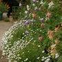 A garden flower photo