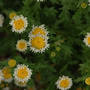 strange daisy plant
