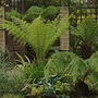 tree ferns (Dicksonia antarctica (Soft tree fern))